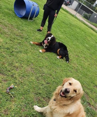 Calming Canines Class Calming Canines Class